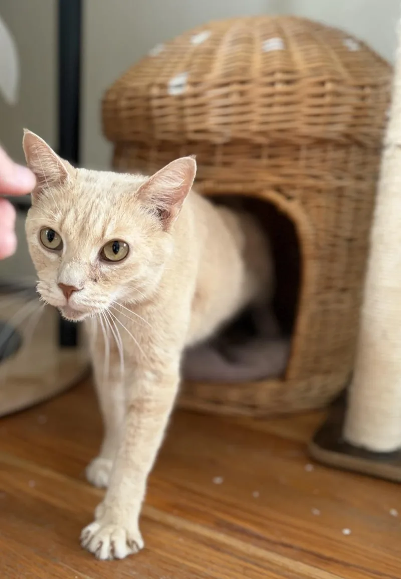 Sienna thumbnail 4