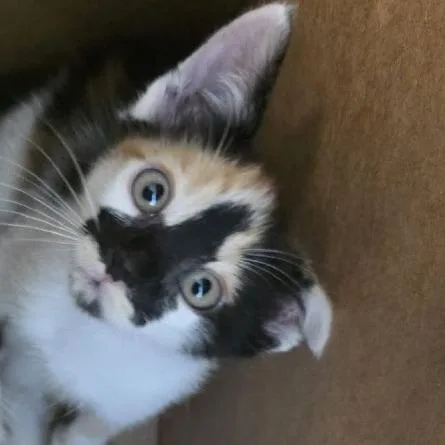 A baby small-sized female Calico Domestic Short Hair cat named Poppy for adoption in Hemet, CA