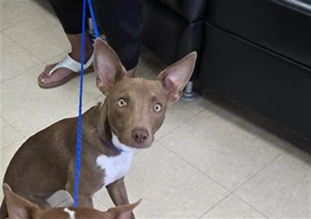 A young medium-sized female Australian Cattle Dog / Blue Heeler dog named Stevie for adoption in Killeen, TX