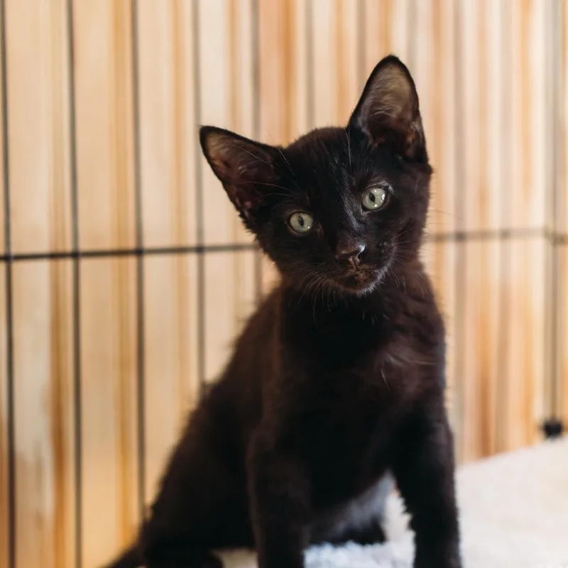 A baby small-sized male Domestic Short Hair cat named Mr. Pibb for adoption in Parrish, AL