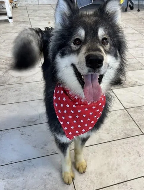 A young large-sized male Siberian Husky dog named Asta for adoption in Kalamazoo, MI