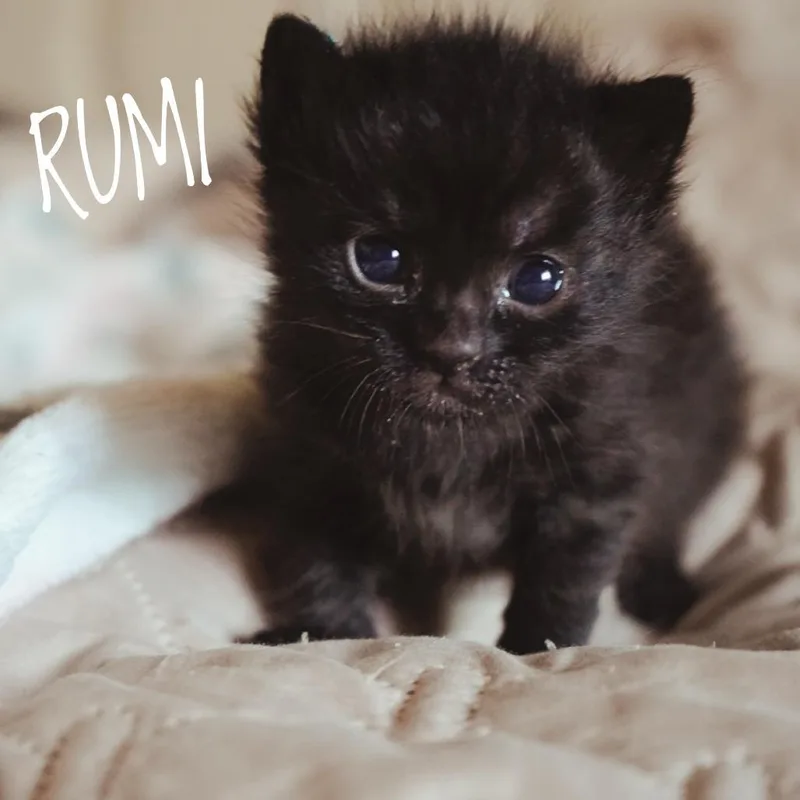 Rumi thumbnail 5