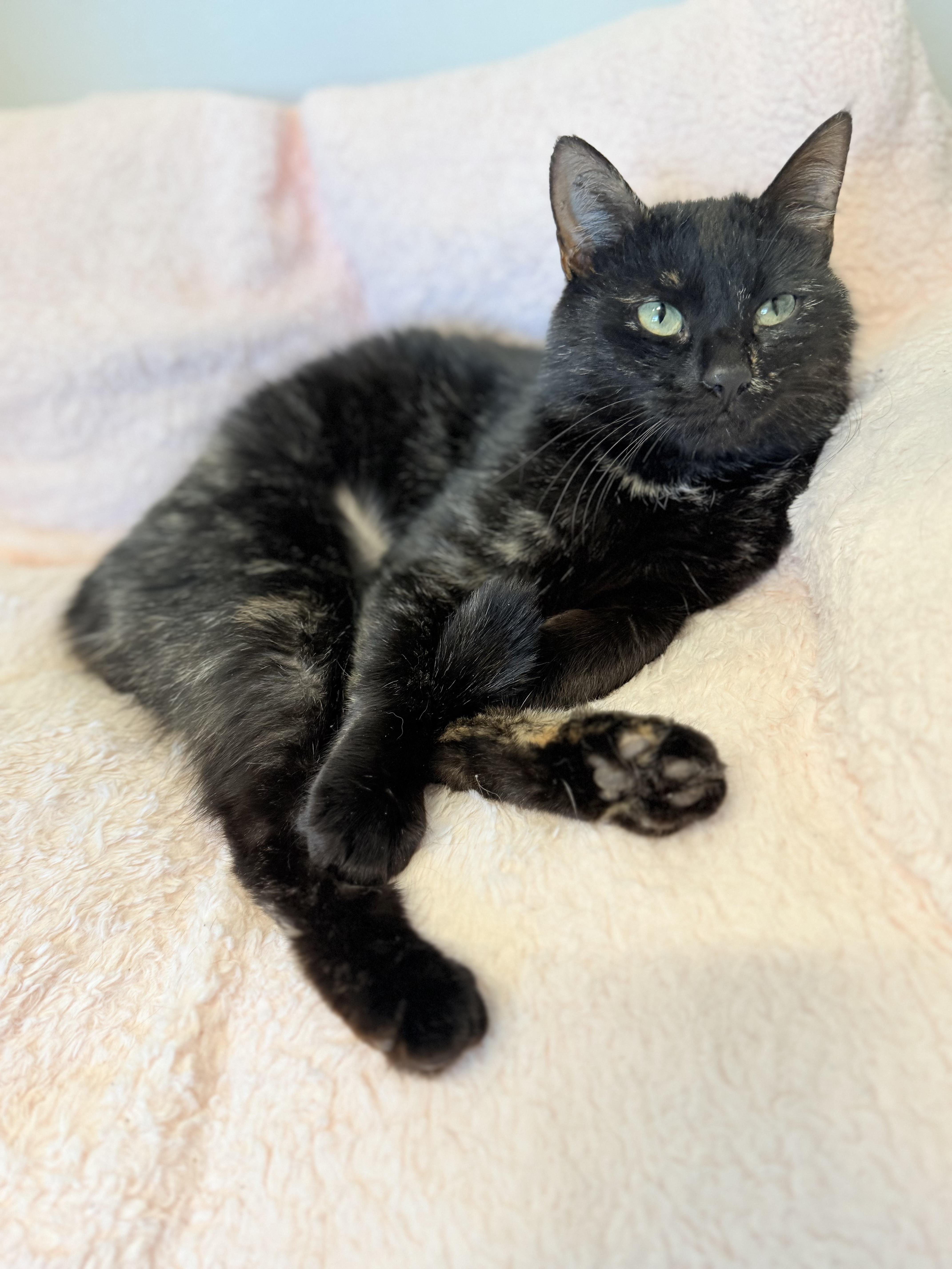 A young medium-sized female Black Domestic Short Hair cat named Gretel for adoption in North Haven, CT