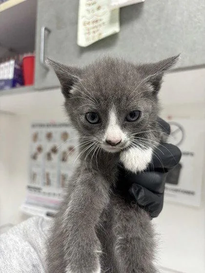 A baby small-sized female Domestic Short Hair cat named Zipper for adoption in Oakland, CA