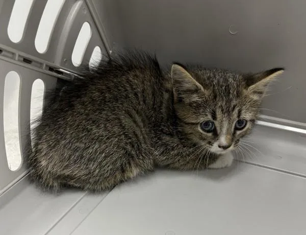 A baby small-sized male Domestic Short Hair cat named Nf Prime for adoption in Lawrenceville, GA