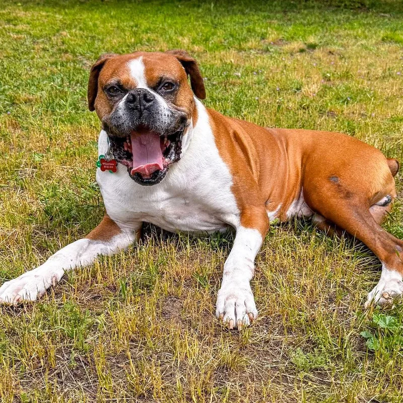 A senior large-sized male Boxer dog named Tyler for adoption in McMinnville, OR