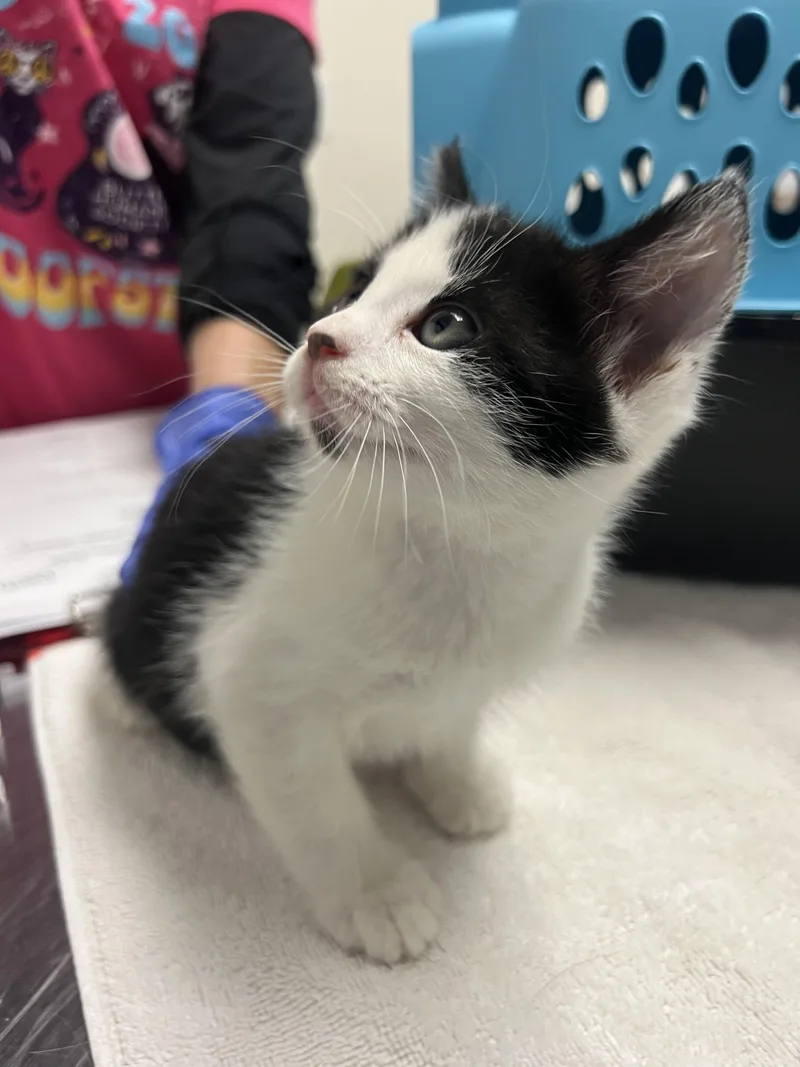 A baby small-sized male Domestic Short Hair cat named Pooh Bear for adoption in Chico, CA