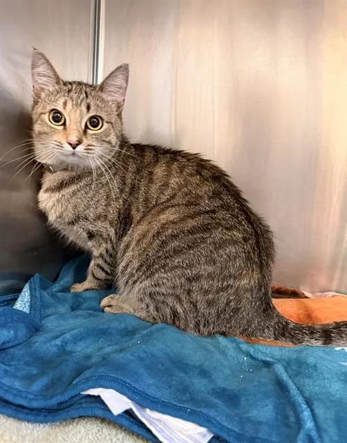 An adult large-sized female Domestic Short Hair cat named Kaia for adoption in Castaic, CA