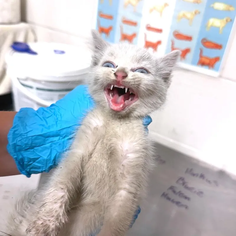 A baby small-sized female White Domestic Short Hair cat named Bibble Boo for adoption in Parrish, AL