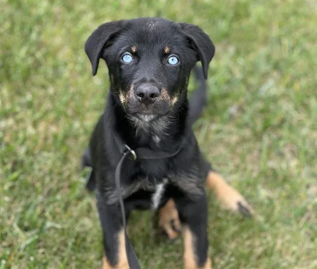A baby small-sized female German Shepherd Dog dog named Zelda for adoption in Fairfield, CA