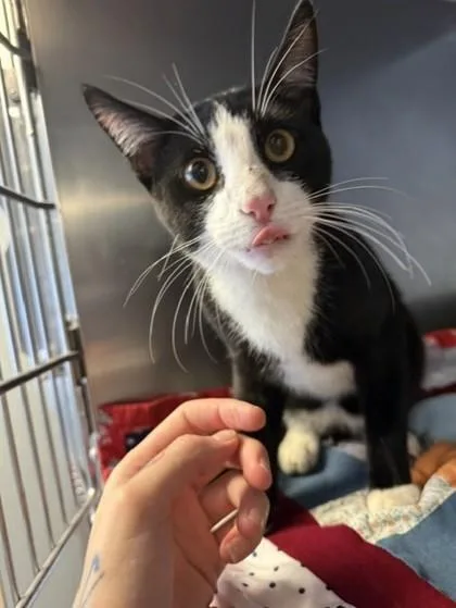 An adult small-sized male Domestic Short Hair cat named Martin for adoption in South Bend, IN