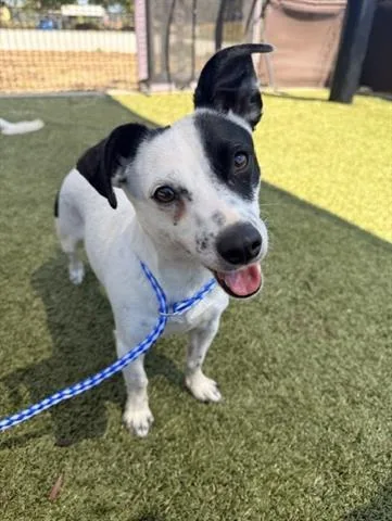 A young small-sized male Terrier dog named Gordo for adoption in San Martin, CA