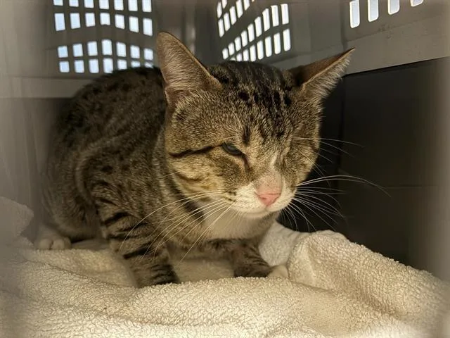 An adult small-sized male Domestic Short Hair cat named Oliver for adoption in Tustin, CA