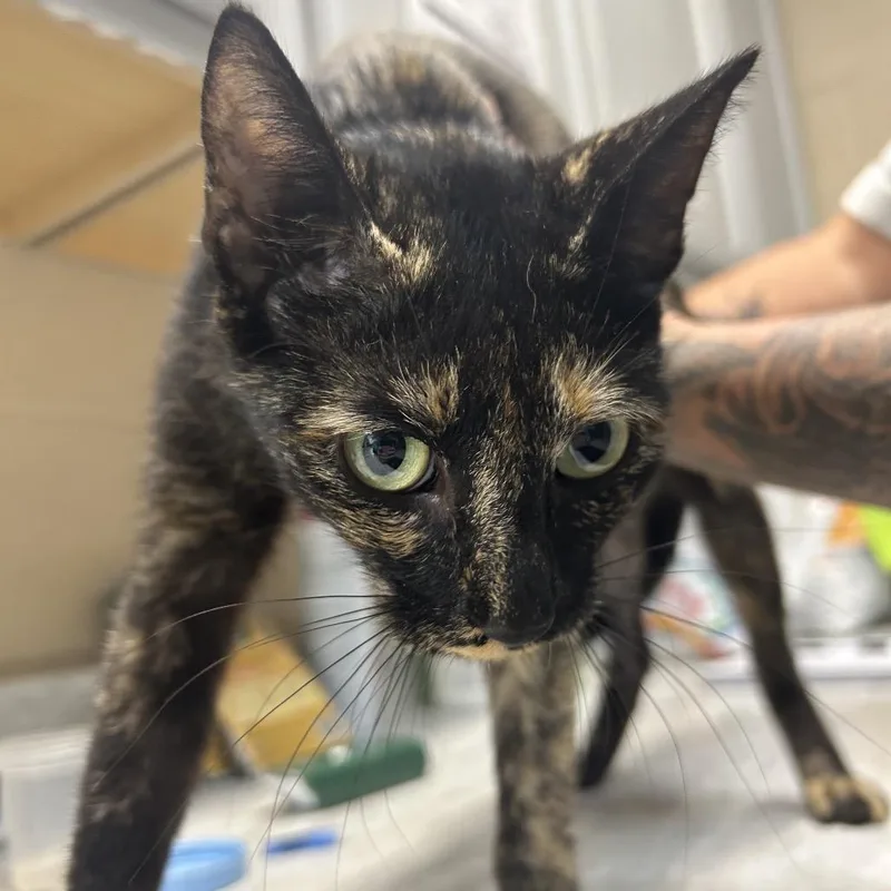 A baby medium-sized female Tortoiseshell Domestic Short Hair cat named Squirrely for adoption in Lewisburg, WV