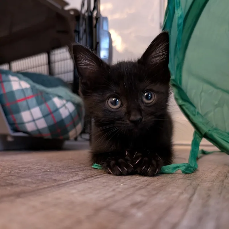 A baby small-sized female Black Domestic Short Hair cat named Tuna Patty for adoption in Greensboro, NC