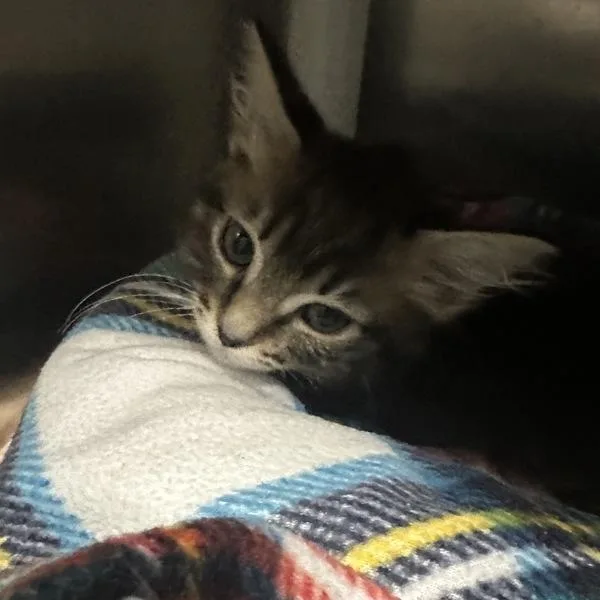 A baby small-sized female Domestic Short Hair cat named Pandora for adoption in Walnut Creek, CA