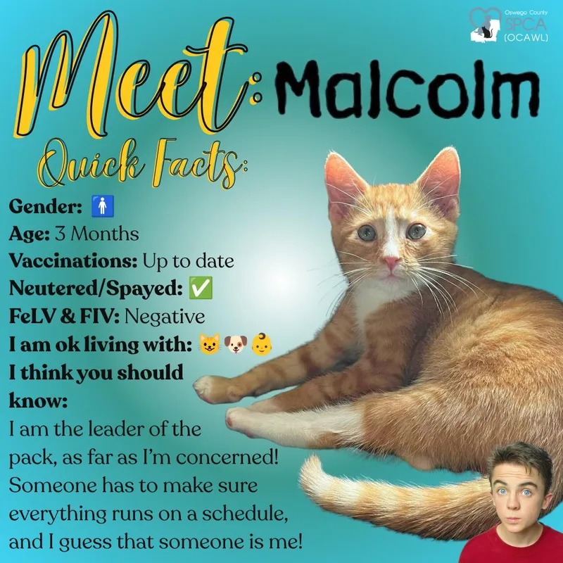 A young medium-sized male Tiger cat named Malcom for adoption in Fulton, NY