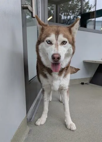 An adult medium-sized female Siberian Husky dog named Strawberry for adoption in San Martin, CA