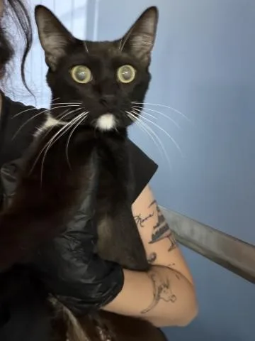 A young medium-sized female Domestic Short Hair cat named Aitana for adoption in San Bernardino, CA