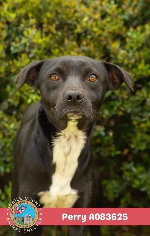 An adult medium-sized male Black Terrier dog named Perry for adoption in Mobile, AL