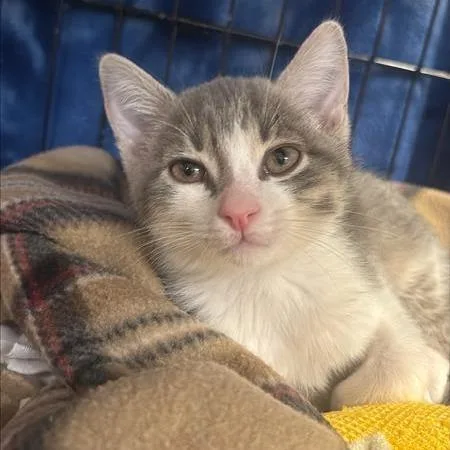 A young small-sized male Gray / Blue / Silver Domestic Short Hair cat named Julius the Second for adoption in Tempe, AZ