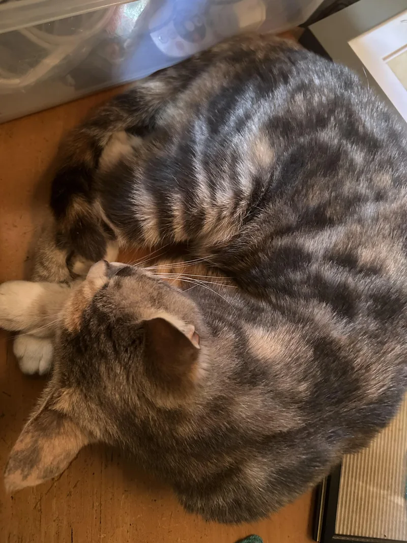 Brooke From Brooklyn! thumbnail 2