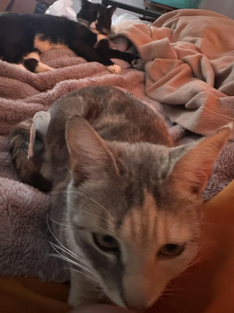 Brooke From Brooklyn! thumbnail 3