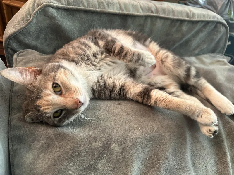 Brooke From Brooklyn!