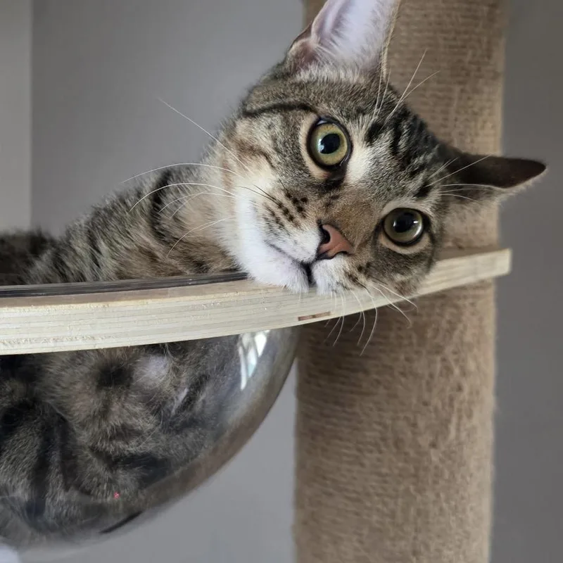 A young small-sized male Brown / Chocolate Domestic Short Hair cat named Punch for adoption in Pacific Palisades, CA