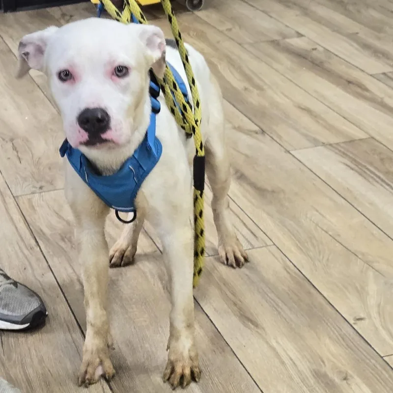 A young medium-sized male Yellow / Tan / Blond / Fawn Pit Bull Terrier dog named Khaus for adoption in Newark, NJ