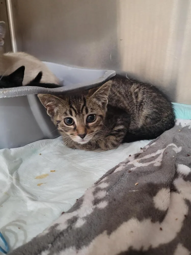 A baby small-sized male Tabby (Brown / Chocolate) Domestic Short Hair cat named Beckett for adoption in Linton, IN