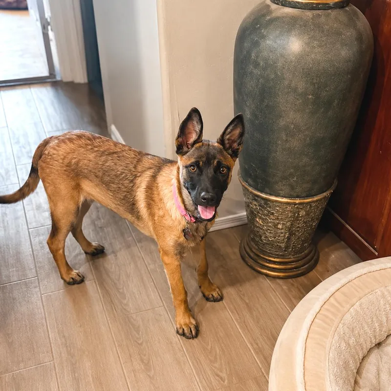 A baby medium-sized female Yellow / Tan / Blond / Fawn Belgian Shepherd / Malinois dog named Shenzi for adoption in Phoenix, AZ