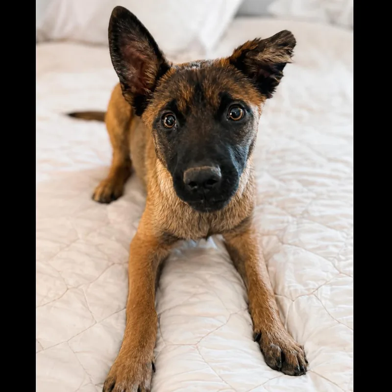 Shenzi thumbnail 2