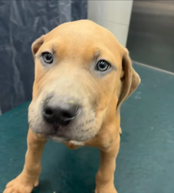 A baby small-sized male Mastiff dog named Odin for adoption in Mobile, AL