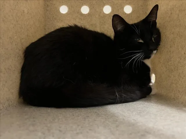 A young medium-sized female Domestic Short Hair cat named Baby Bella for adoption in Derwood, MD