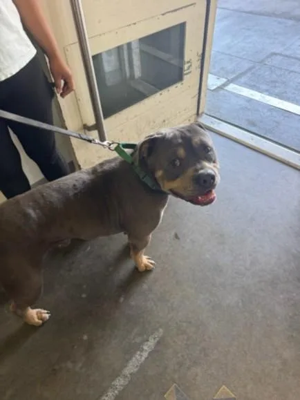 An adult large-sized male Pit Bull Terrier dog named Bolo for adoption in Los Angeles, CA