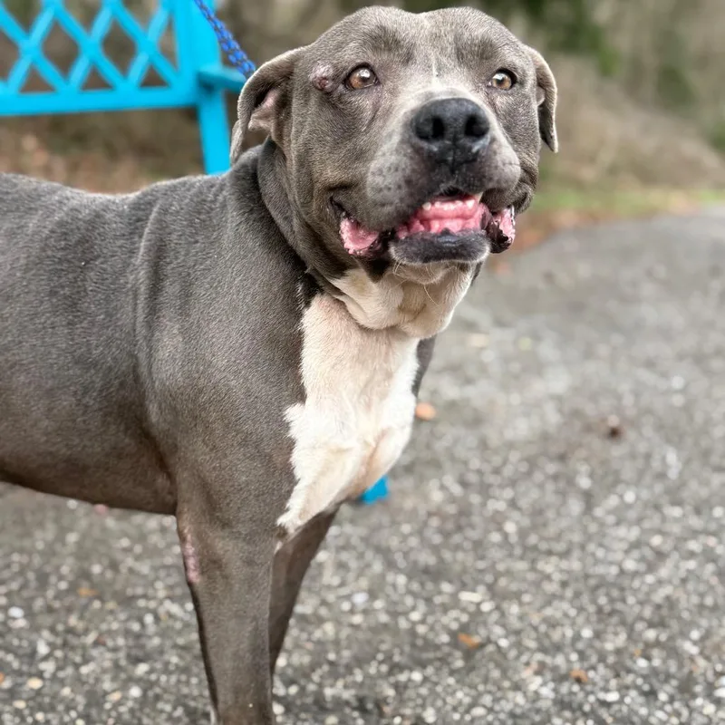 A senior medium-sized male Gray / Blue / Silver Mixed Breed dog named Gerry for adoption in Monroeville, AL