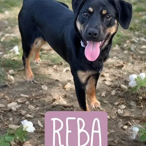 Reba