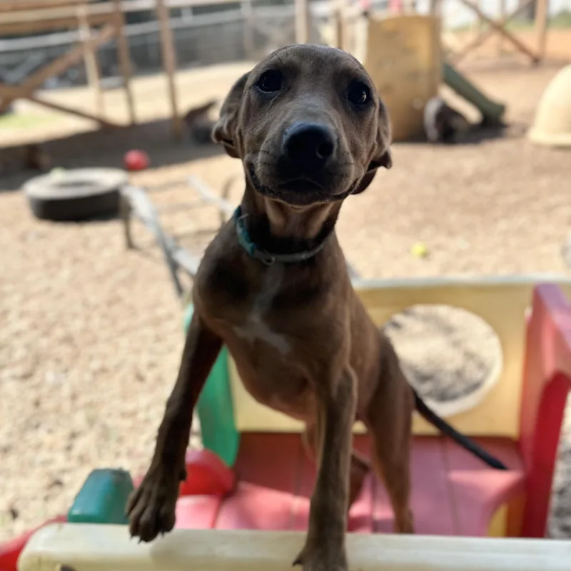 A baby medium-sized female Brown / Chocolate Hound dog named Tarte Shape Tape for adoption in Columbia, SC
