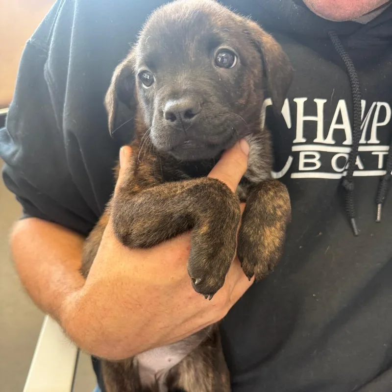 A baby medium-sized female Brindle Labrador Retriever dog named Wilma for adoption in Normal, IL