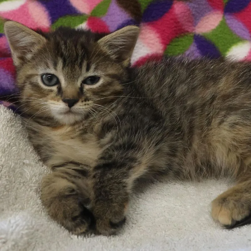 A baby small-sized female Brown / Chocolate Domestic Medium Hair cat named Loretta for adoption in Chaska, MN