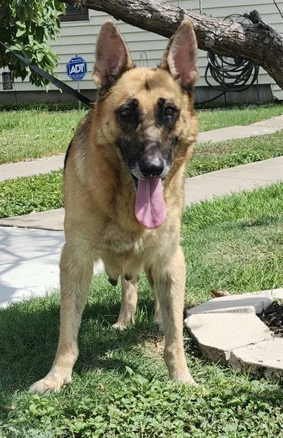 An adult large-sized female German Shepherd Dog dog named Sarrah for adoption in San Antonio, TX