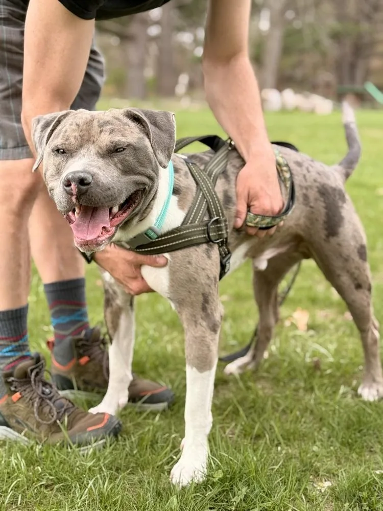 An adult large-sized male Pit Bull Terrier dog named Louie for adoption in Clinton Township, MI