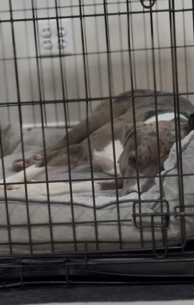 Louie thumbnail 2