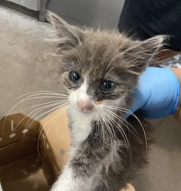 A baby medium-sized female Domestic Medium Hair cat named Koko for adoption in Dallas, TX