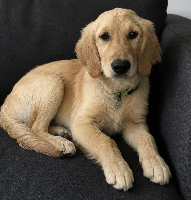 A young large-sized female Golden Retriever dog named Shelby for adoption in Cerritos, CA