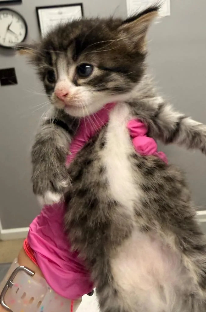 Kona