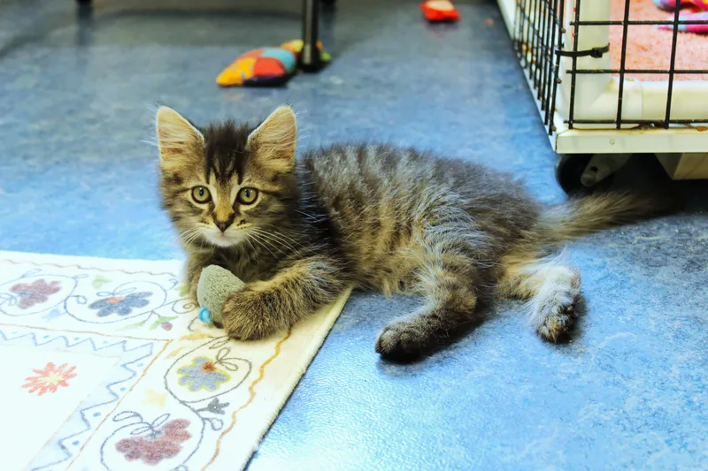A baby medium-sized male Tabby (Brown / Chocolate) Domestic Long Hair cat named Lars for adoption in Urbana, OH