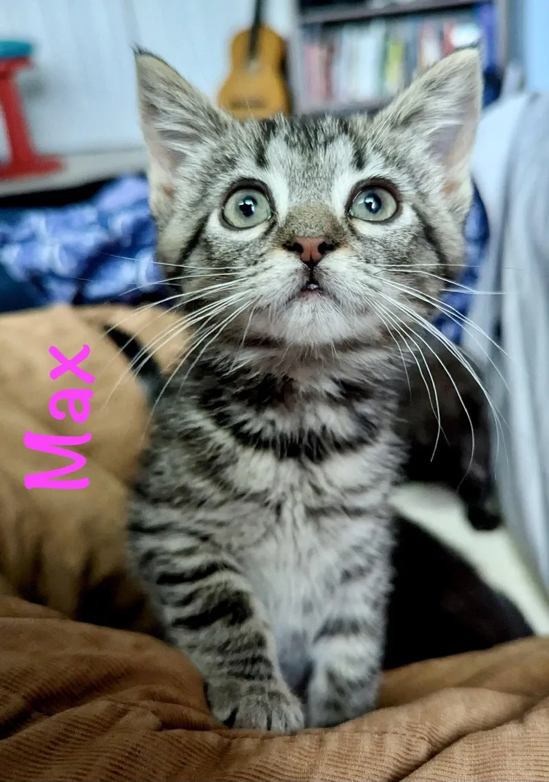 A baby medium-sized female Domestic Short Hair cat named Max for adoption in Reston, VA