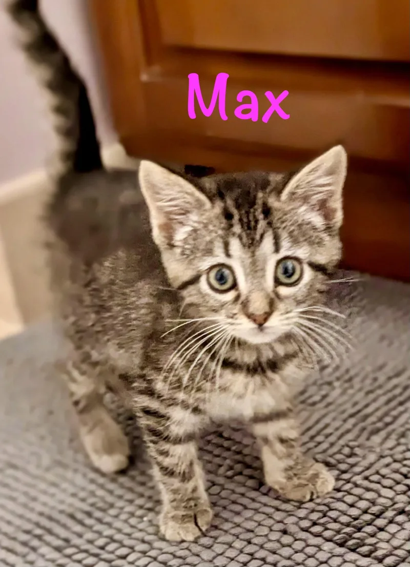 Max thumbnail 2